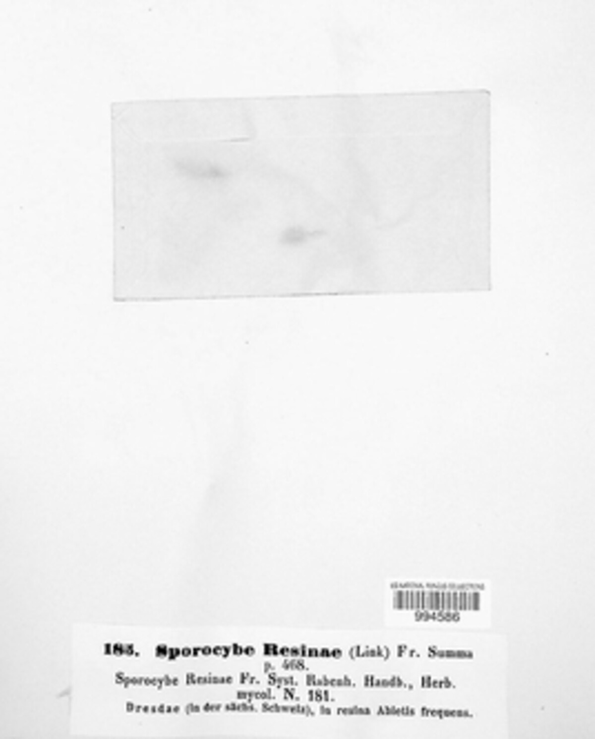 Sorocybe resinae image